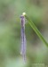 Šidélko větší (Vážky), Ischnura elegans, Zygoptera (Odonata)